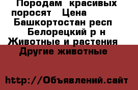 Породам  красивых поросят › Цена ­ 2 500 - Башкортостан респ., Белорецкий р-н Животные и растения » Другие животные   